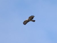 Maeusebussard (Buteo buteo) 06